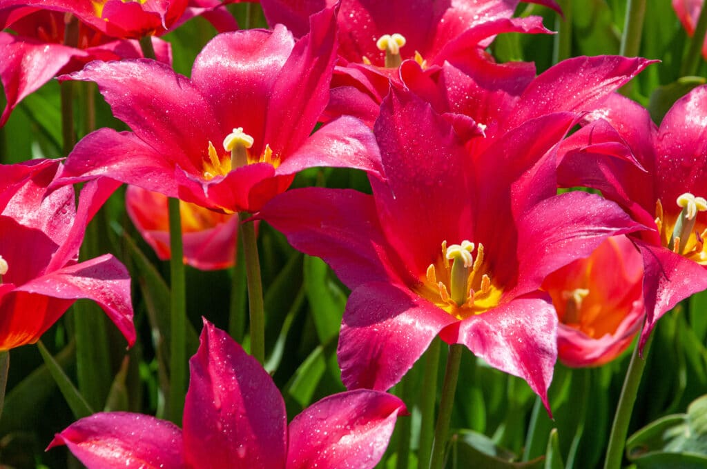 Horizontal image of a Queen Rania tulip opened wide in the sunlight.