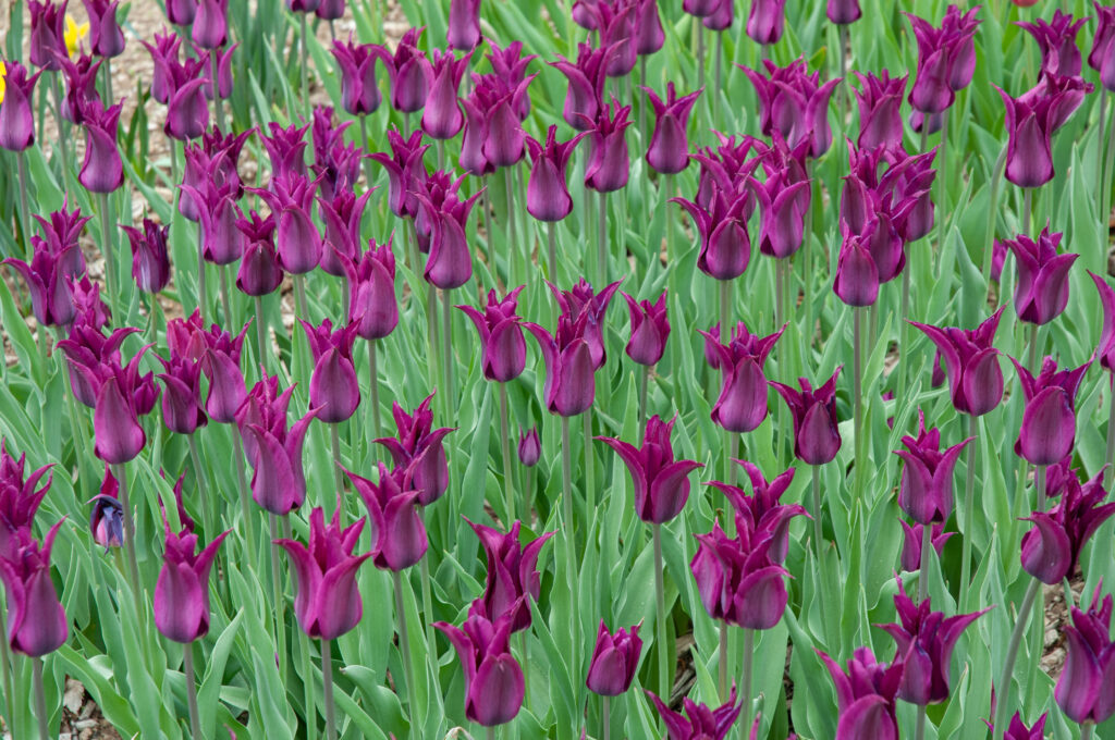 A display of tightly closed Purple Heart tulips.