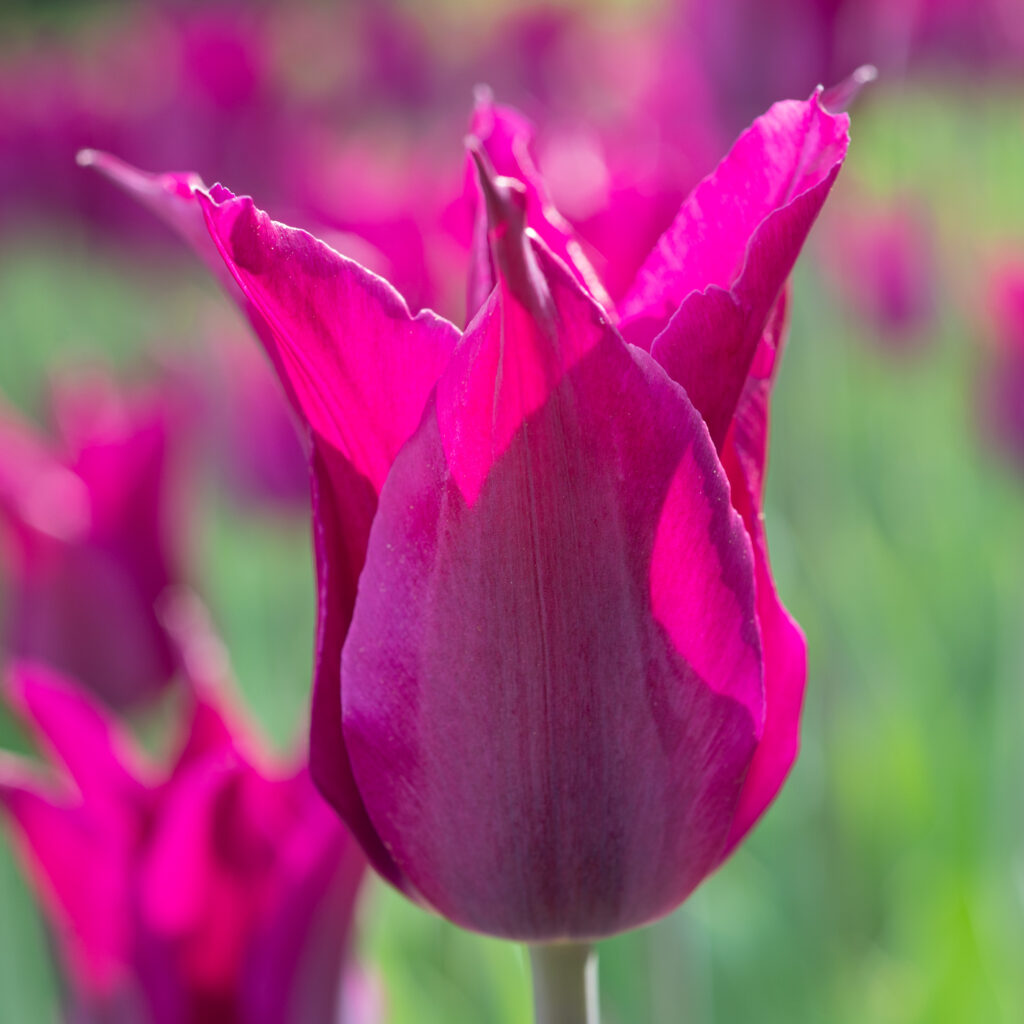 Square image of a Purple Heart tulip. The flower is mostly closed into a vase shape.