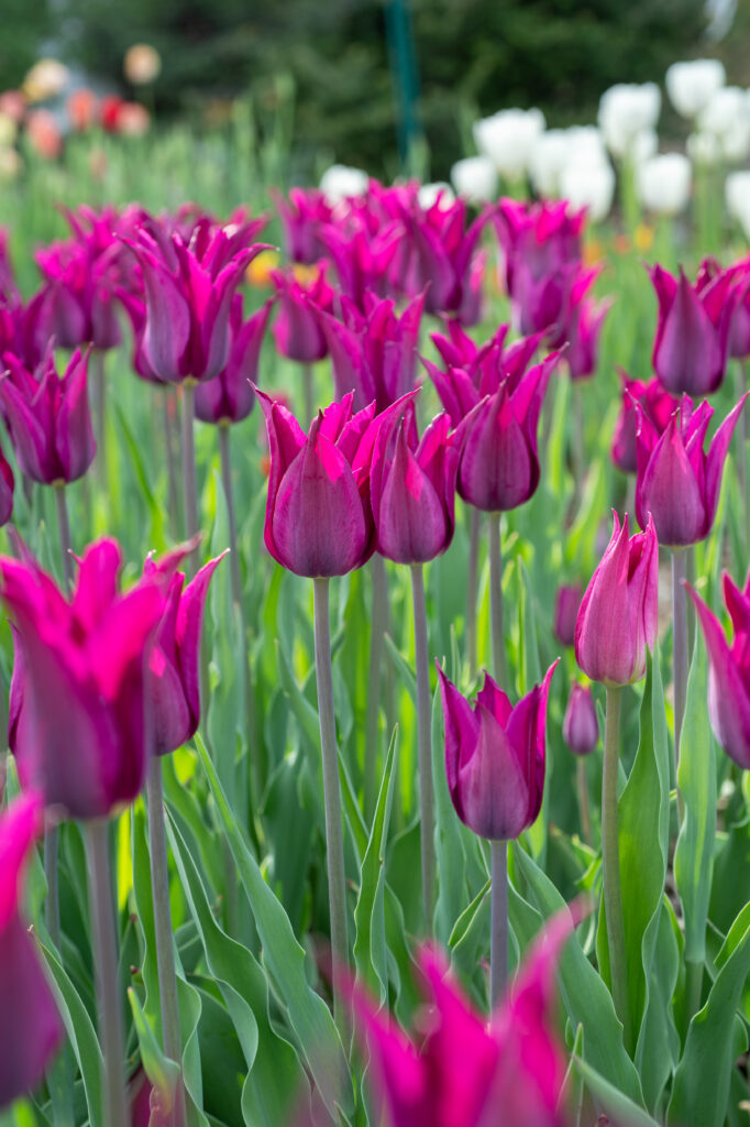 Backlit Purple Heart tulips, mostly closed.