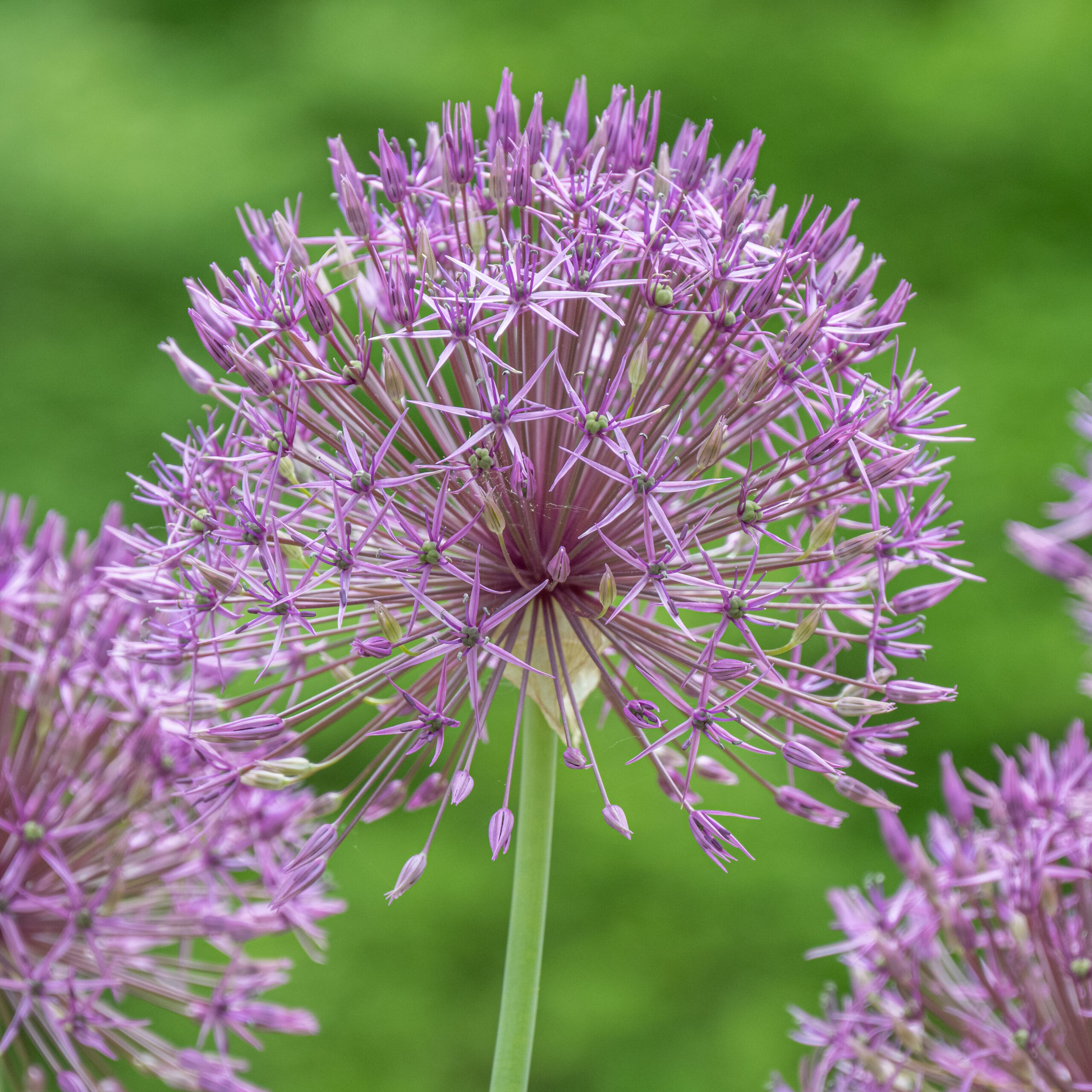 Allium Purple Rain | Always Wholesale Pricing | Colorblends®