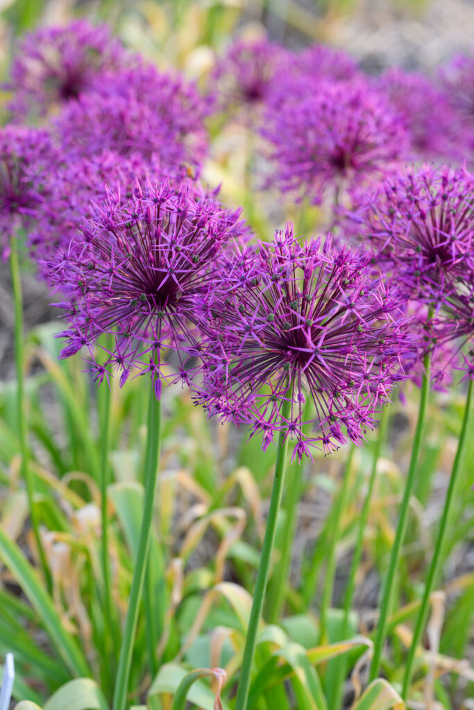 Allium Purple Rain blooms and foliage