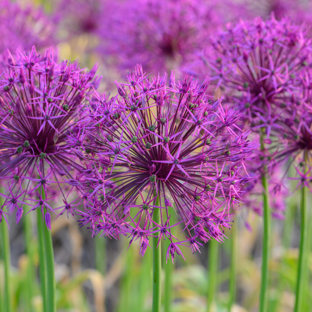 Square image of Allium Purple Rain