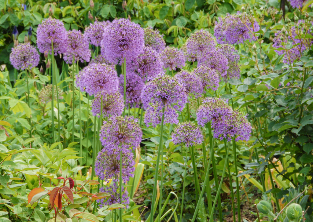 25 or more Allium Stipitatum blooms in a garden setting.