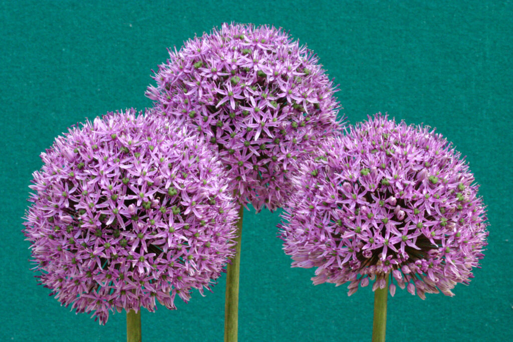 Three Allium Stipitatum bloom heads against a teal backdrop