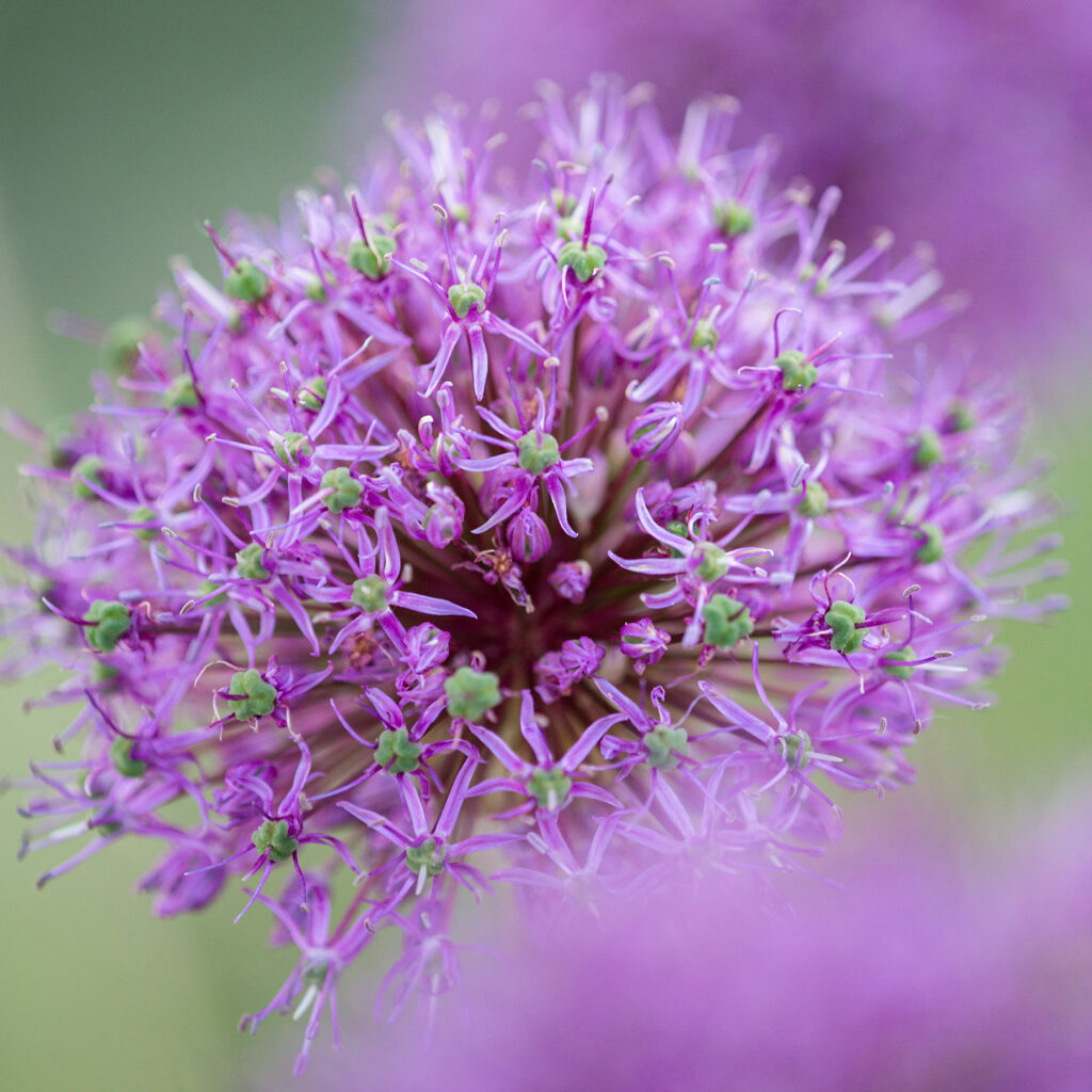 close-up image of Allium Stipitatum