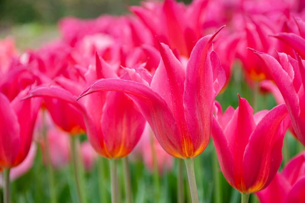 Horizontal image of Queen Rania tulip flowerhead.