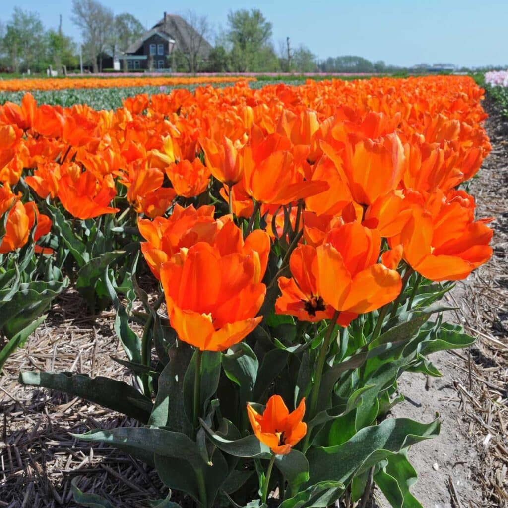 Fosteriana Oranje tulips planted in a field.