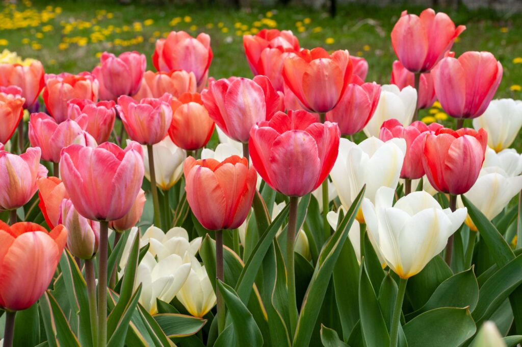 TuaLipa tulip blend of pinks and white. 