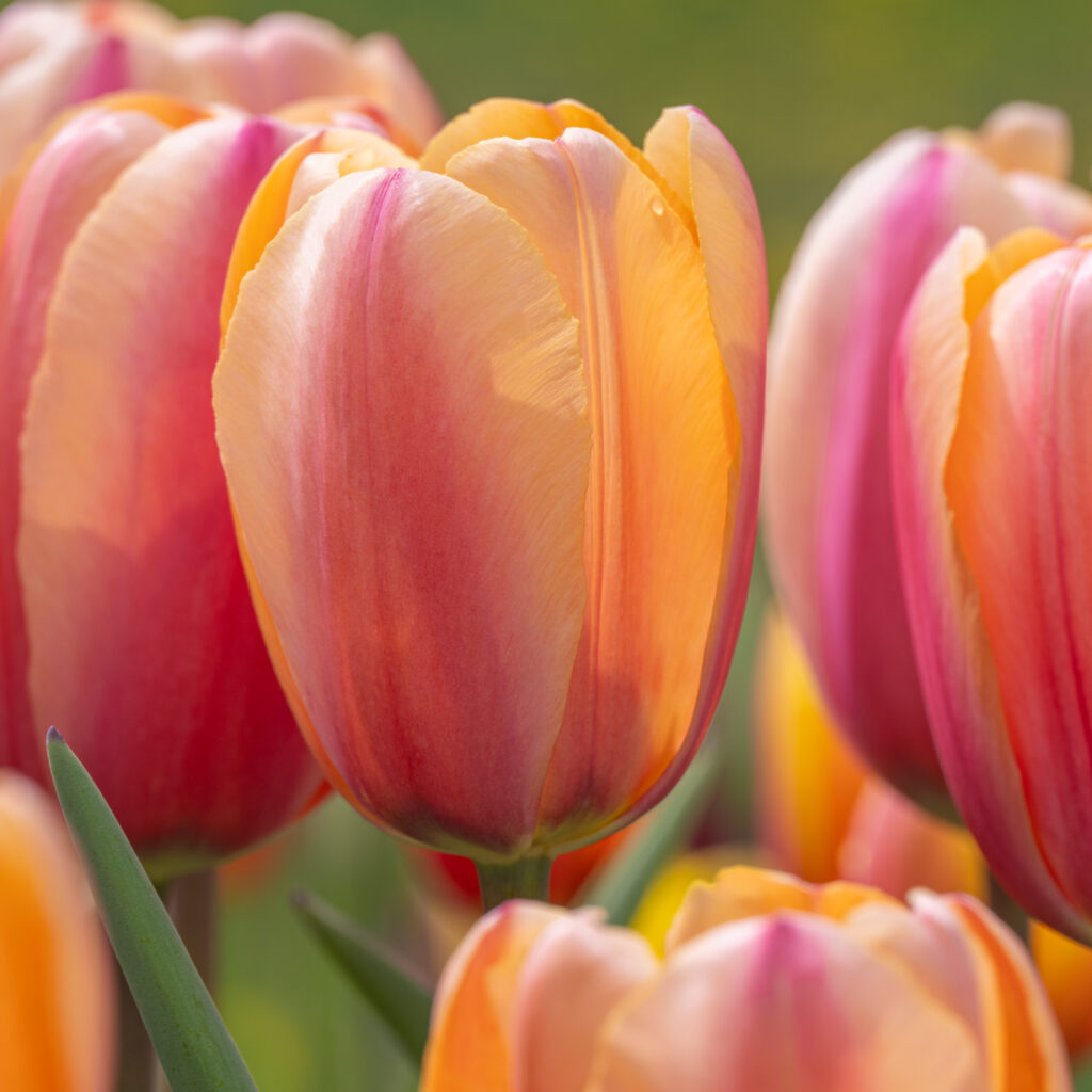 Tropical Impression Tulips cropped in a square
