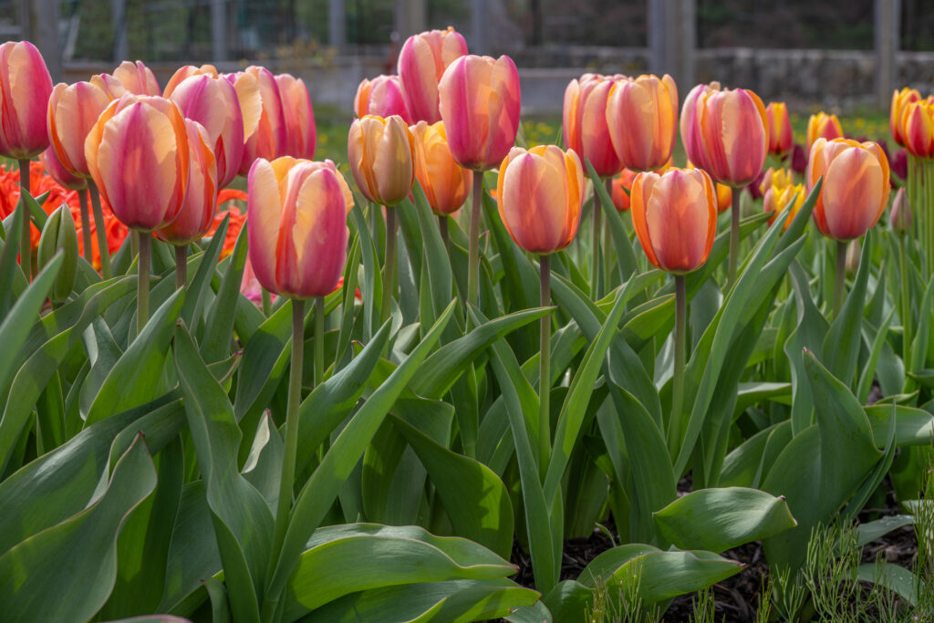 Tropical Impression Tulips
