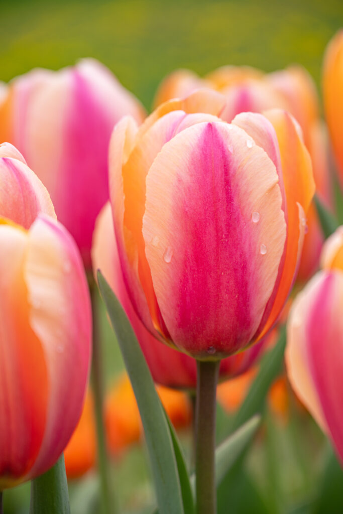 Tropical Impression Tulips in a close-up