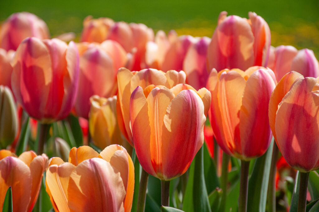 Tropical Impression Tulips planted closely together