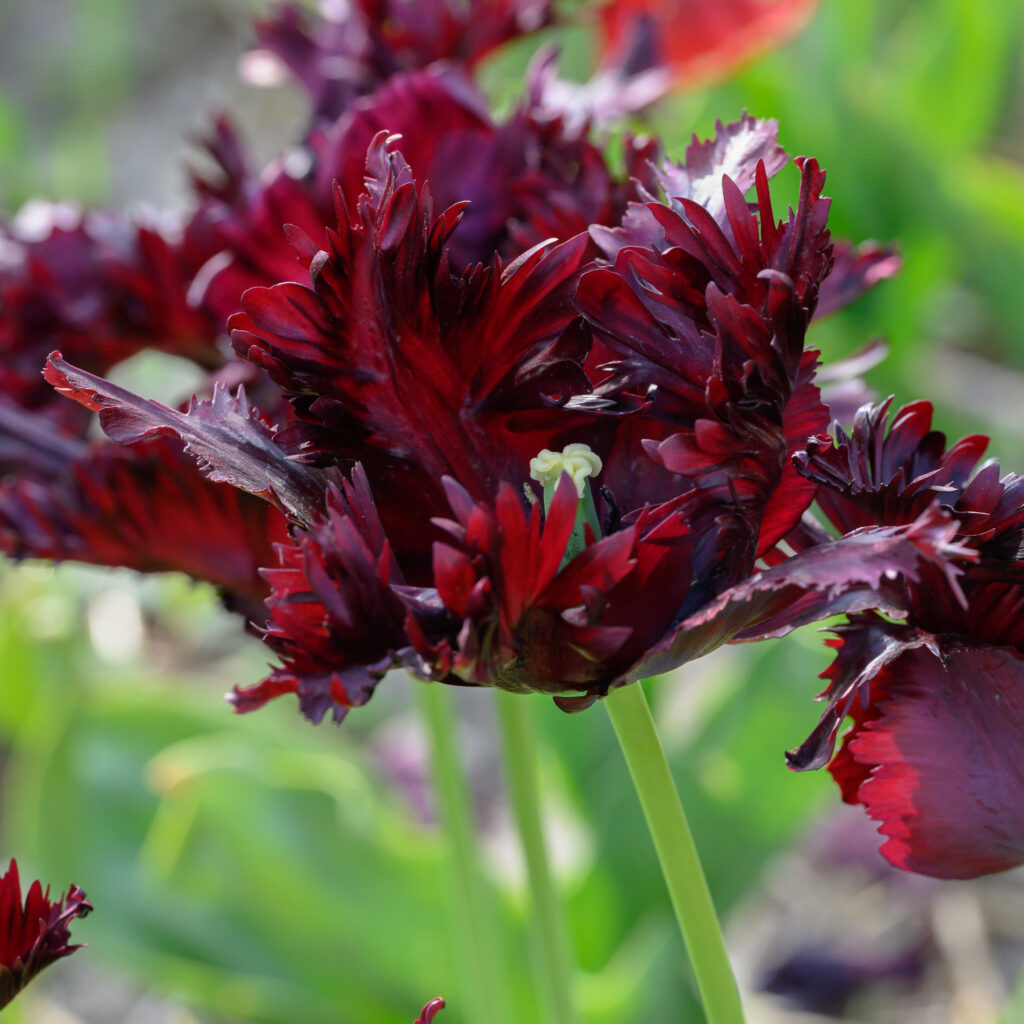 Black Parrot Tulip close-up.