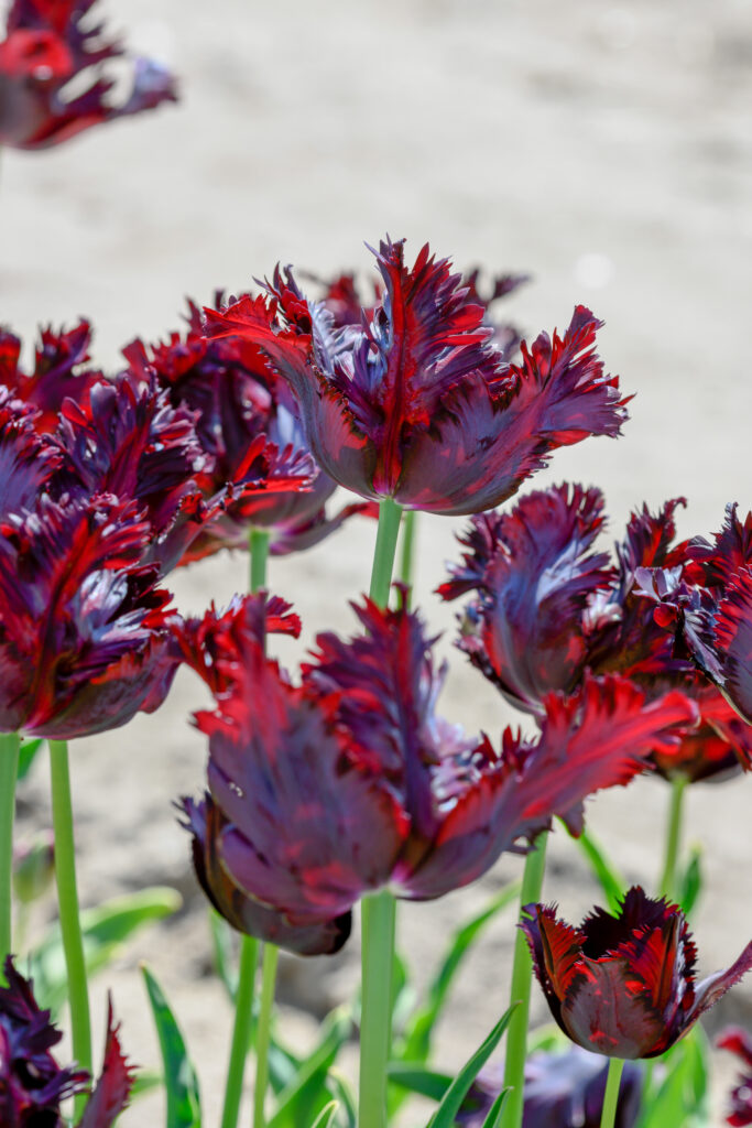 Black Parrot Tulips planted in a group.
