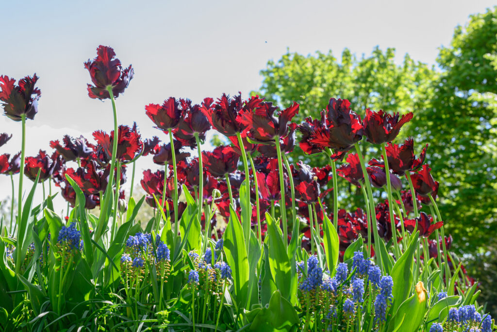 Black Parrot Tulips planted in a group.