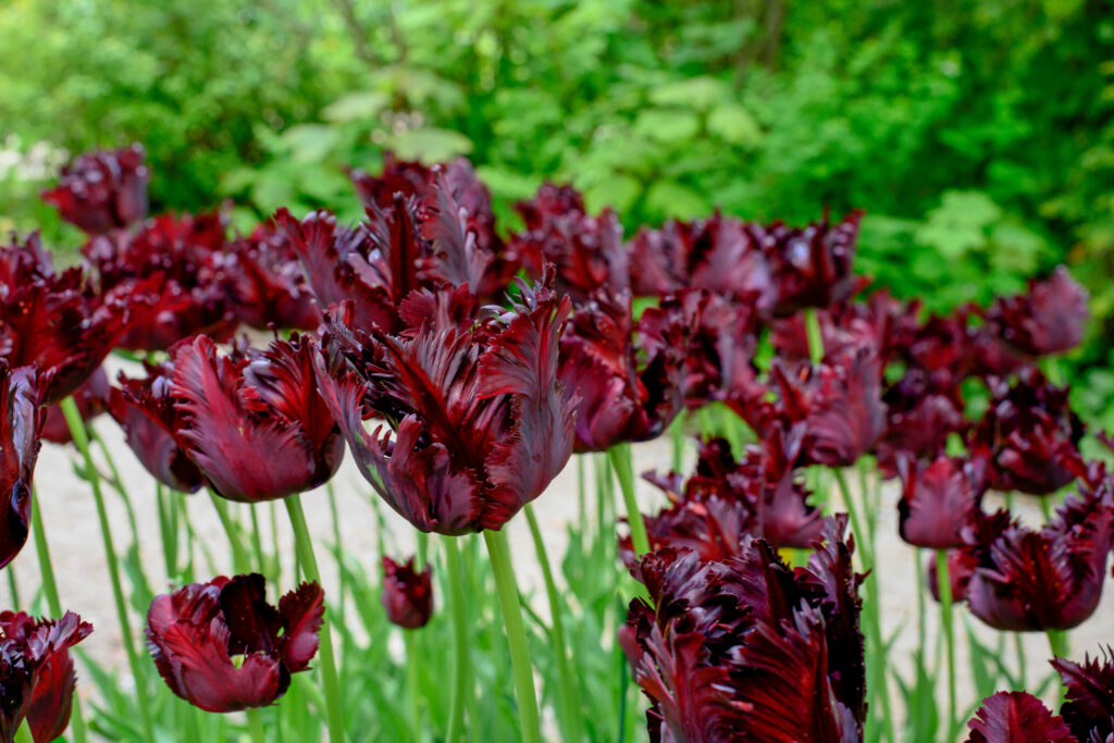 Black Parrot Tulips planted in a group.