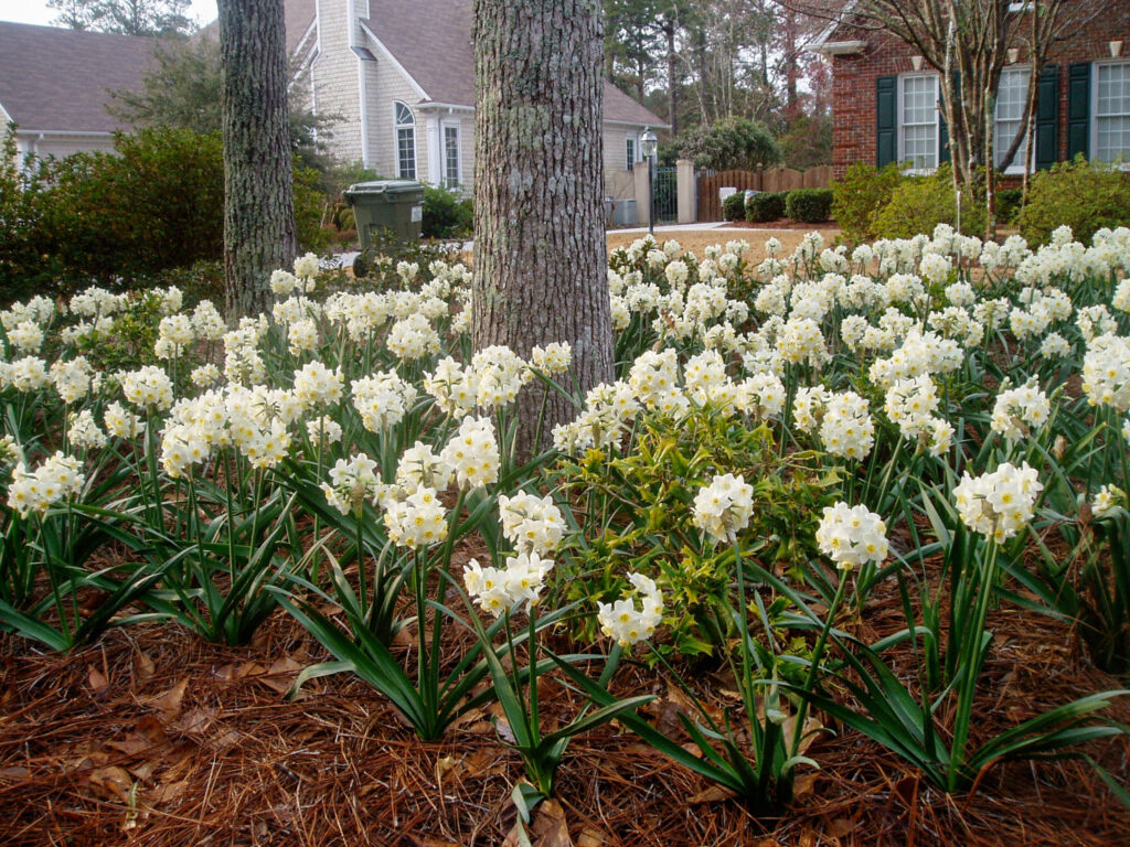 Daffodil Grand Primo planted in a mulched garden with a tree trunk in the center.