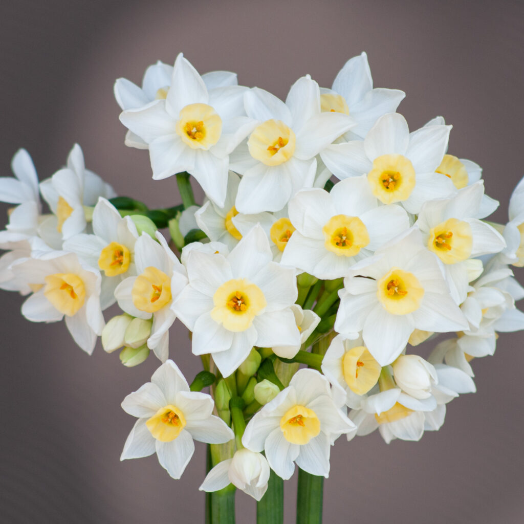Daffodil Grand Primo close-up.