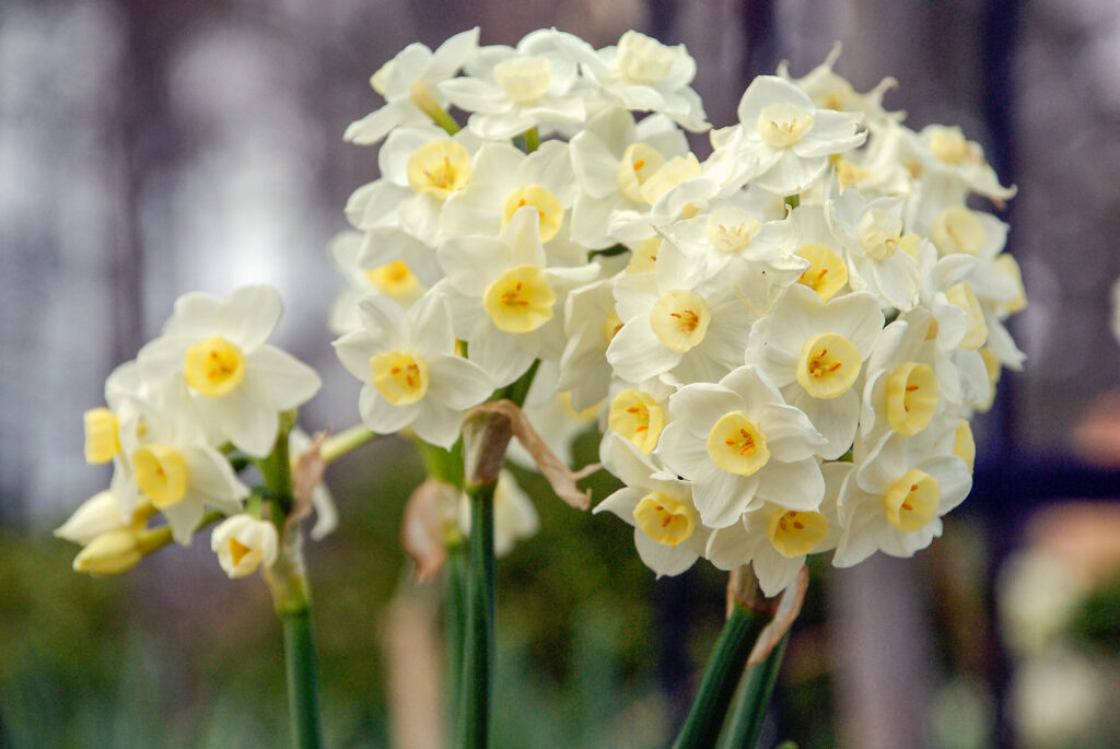 Close up of three Daffodil Grand Primo stems with multiple blooms on each.