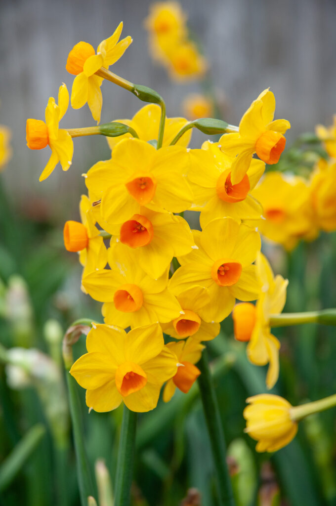 Close-up of Grand Soleil d'Or blooms.