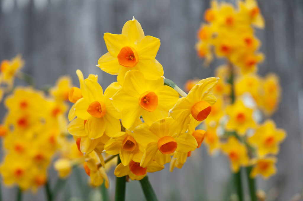 Close-up of Grand Soleil d'Or blooms.