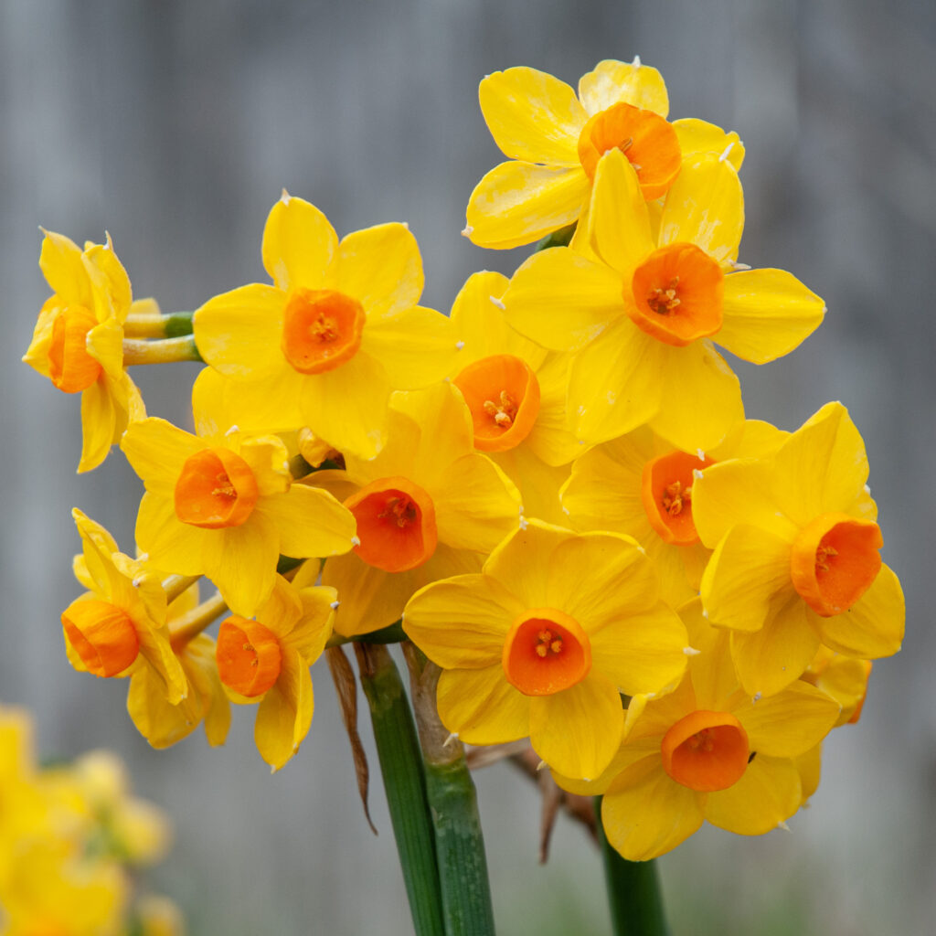 Close-up of Grand Soleil d'Or blooms