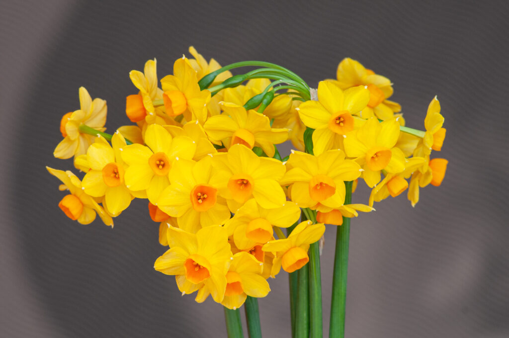 Horizontal close-up of Grand Soleil d'Or daffodil blooms.