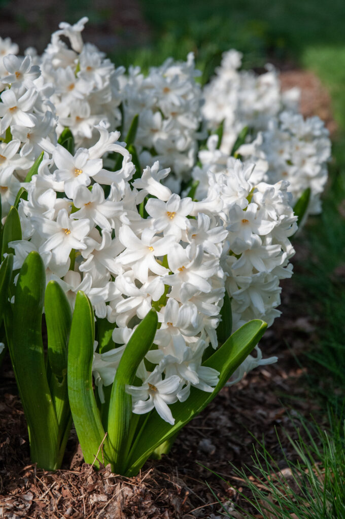 Close-up of Hyacinth Aiolos planted in a mulched garden bed.