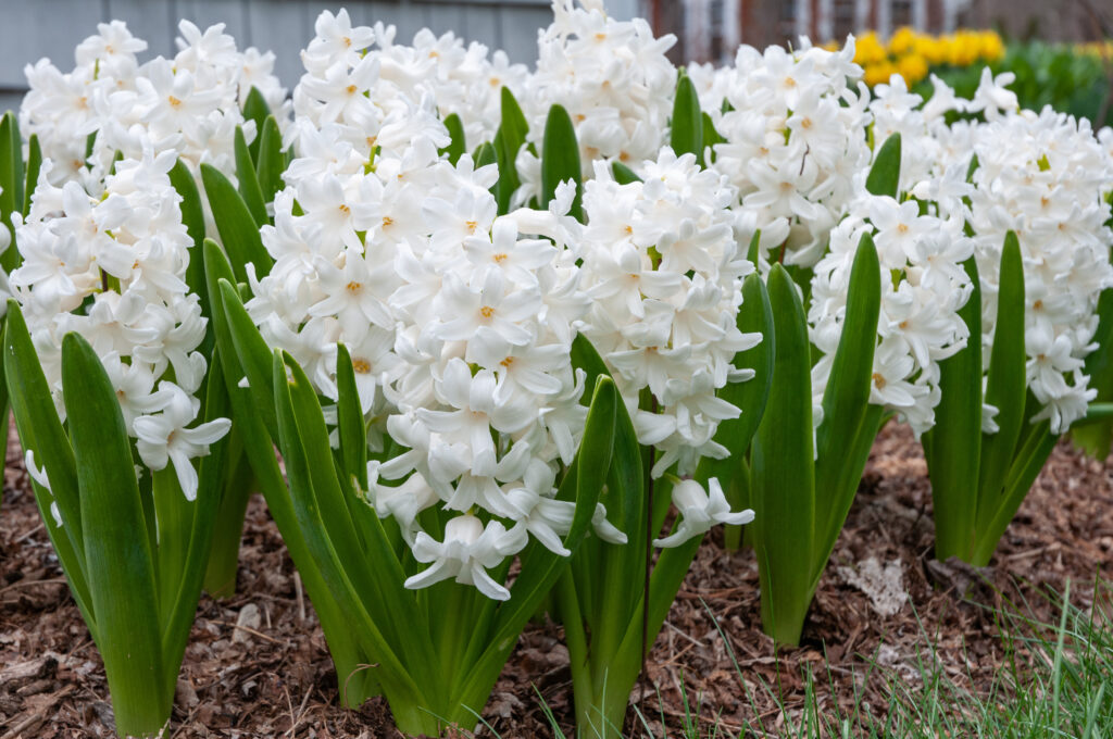 Hyacinth Aiolos planted in a group in a mulched garden bed.