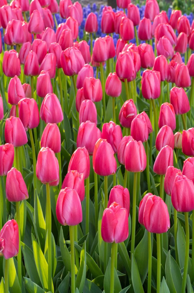 Pink Pride tulips planted en masse with Grape Hyacinths in the background.
