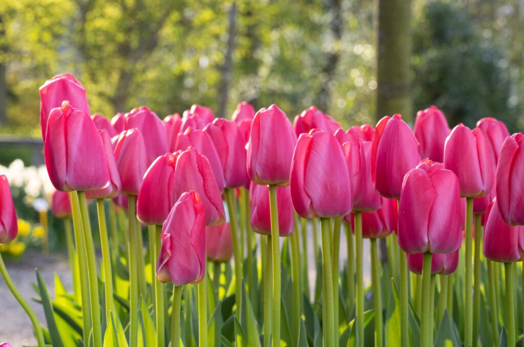 Pink Pride Tulips planted in a group.