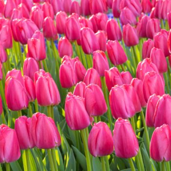 Pink Pride Tulips planted en masse.