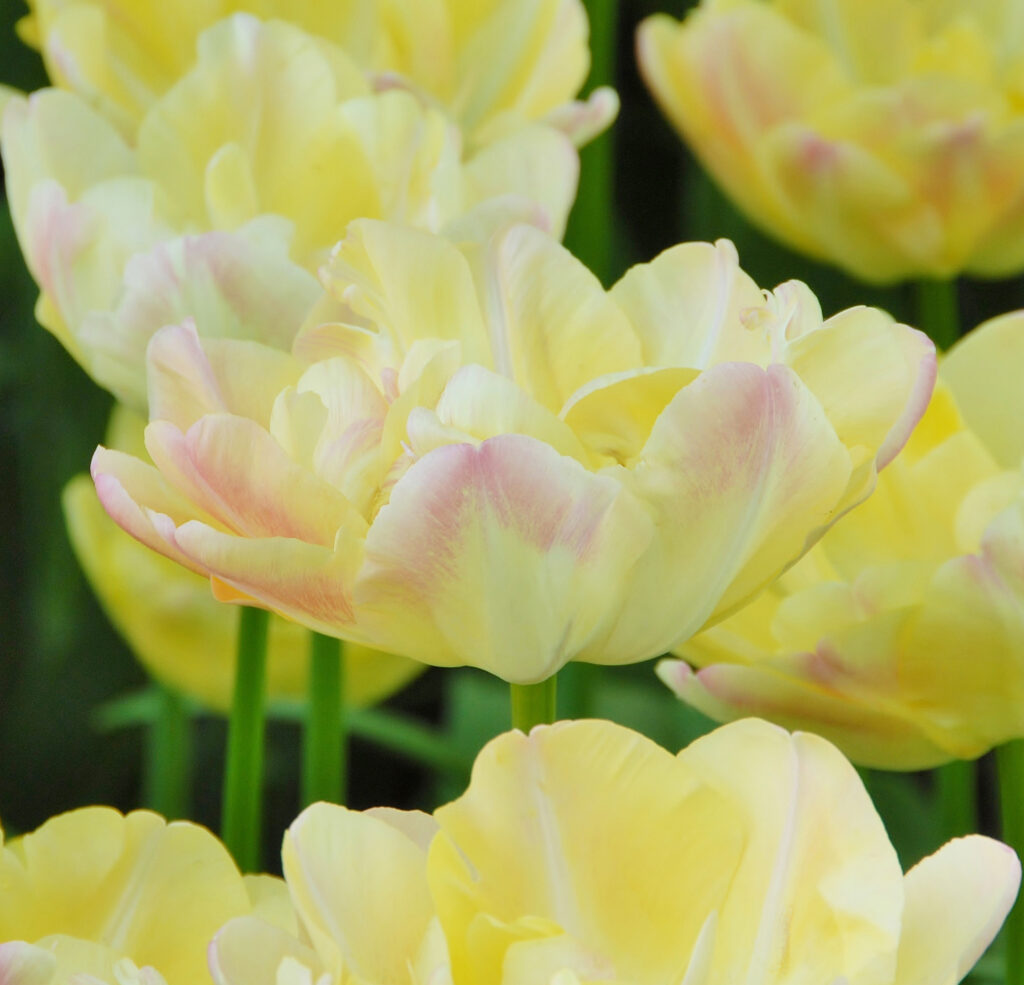 Creme Upstar tulips close-up.