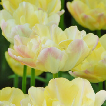 Creme Upstar tulips close-up.