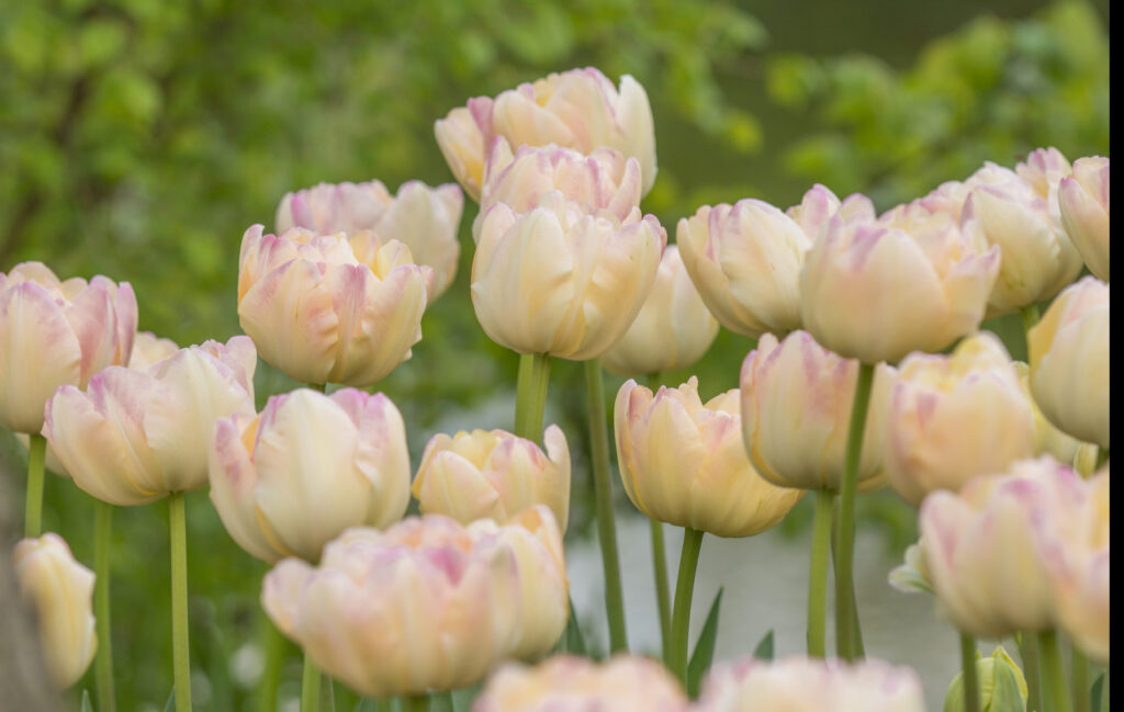 Creme Upstar tulips planted in a group. Green foliage in the background.