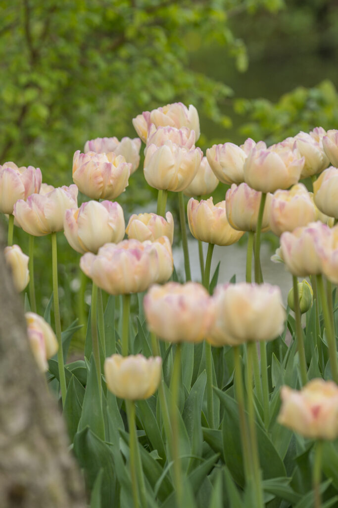 Creme Upstar tulips planted in a group. A tree trunk is showing in the bottom left corner with green foliage in the background.