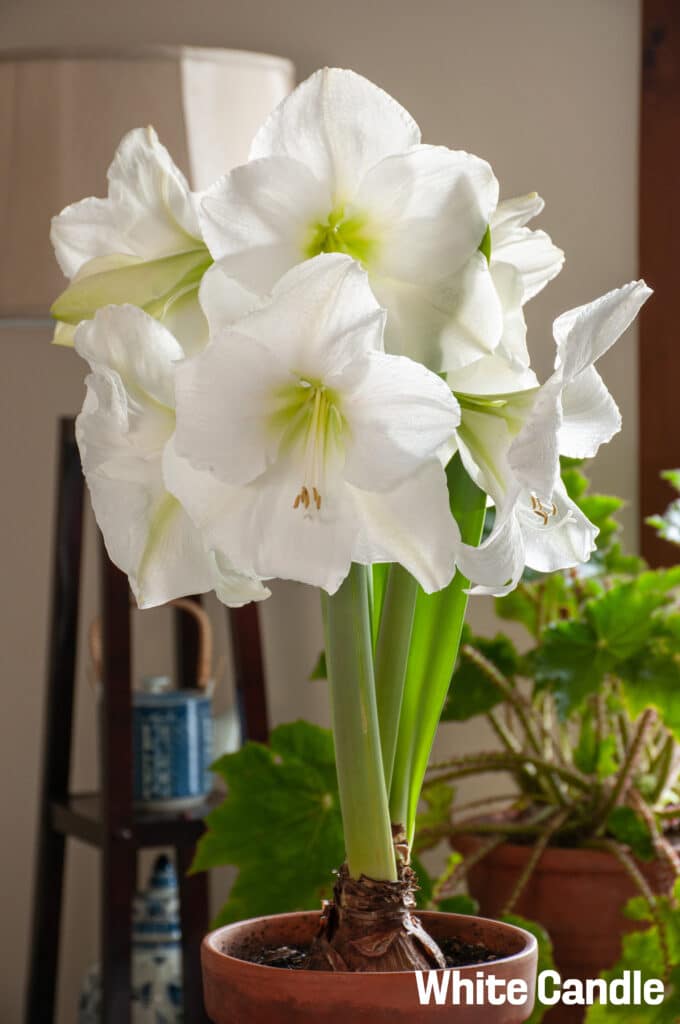 Amaryllis White Candle