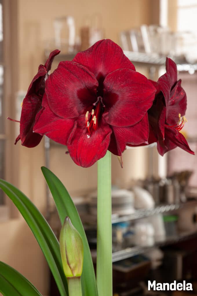 Amaryllis Mandela