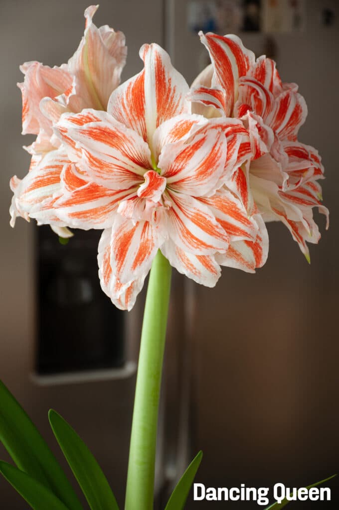 Amaryllis Dancing Queen