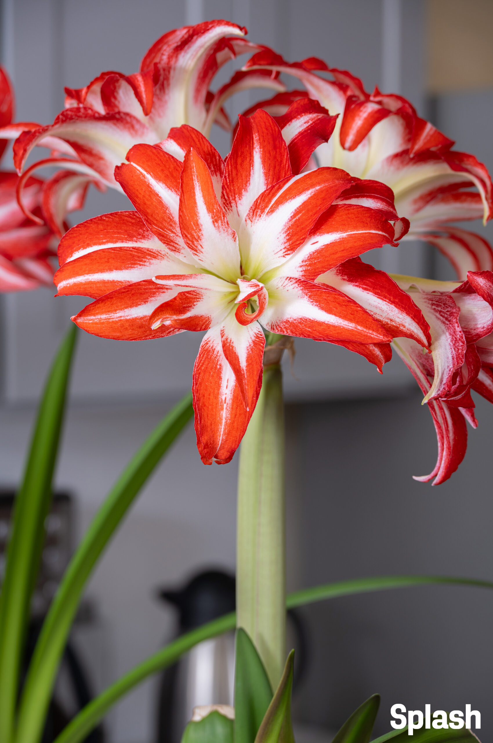 amaryllis コンピ Just Dessert™ Amaryllis Trio | Wholesale Pricing | Colorblends®