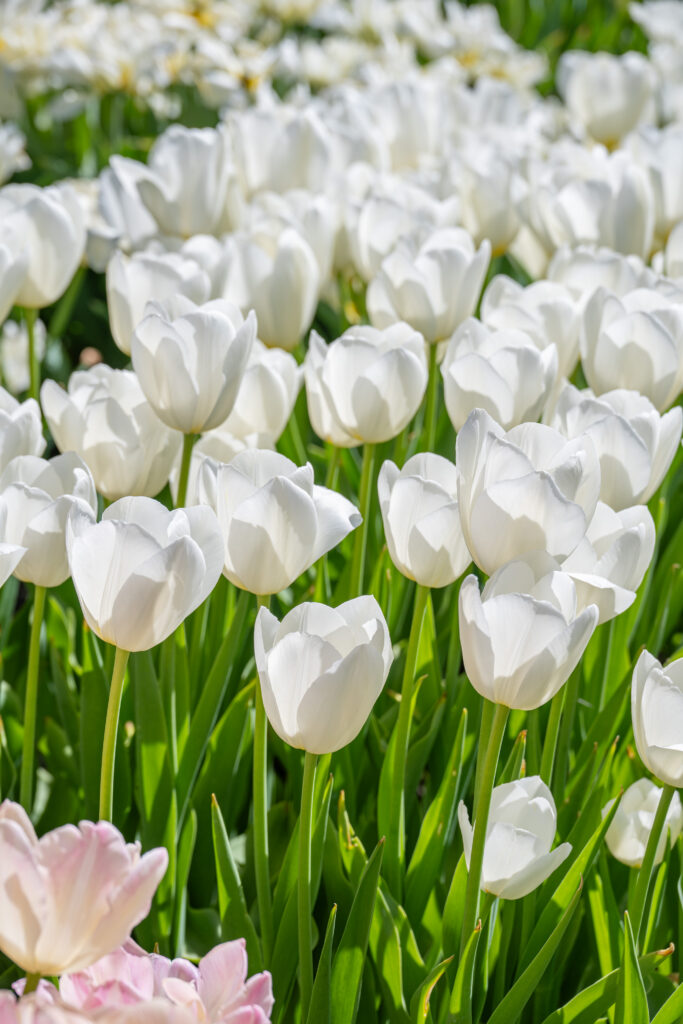 Vertical image of Vestas tulips in a landscape