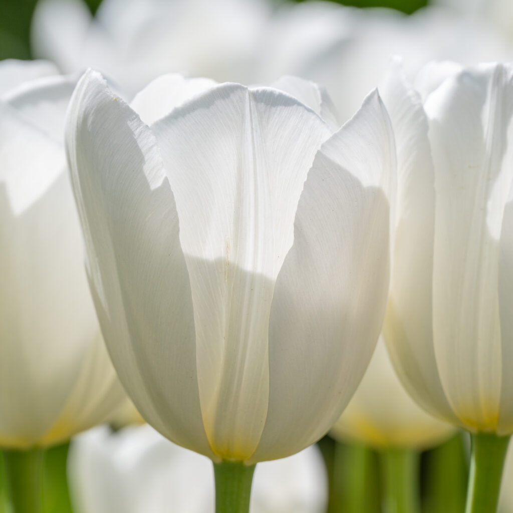 Vestas Tulips from Colorblends shown close up