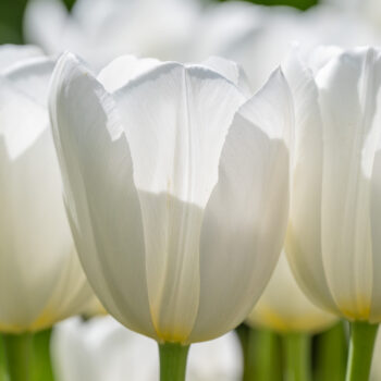 Vestas Tulips from Colorblends shown close up
