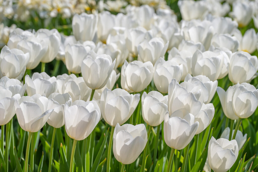 Mature flowers of Vestas tulips