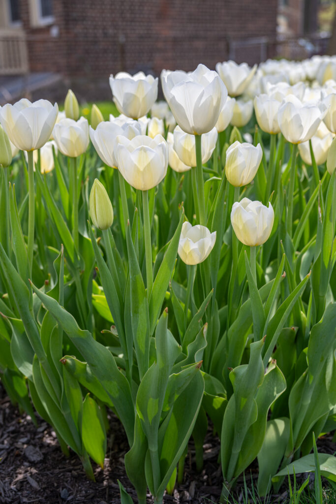 Vestas tulip flowers as they open, showing a touch of yellow