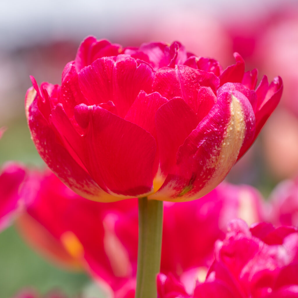 Pinza Tulips cropped in a square