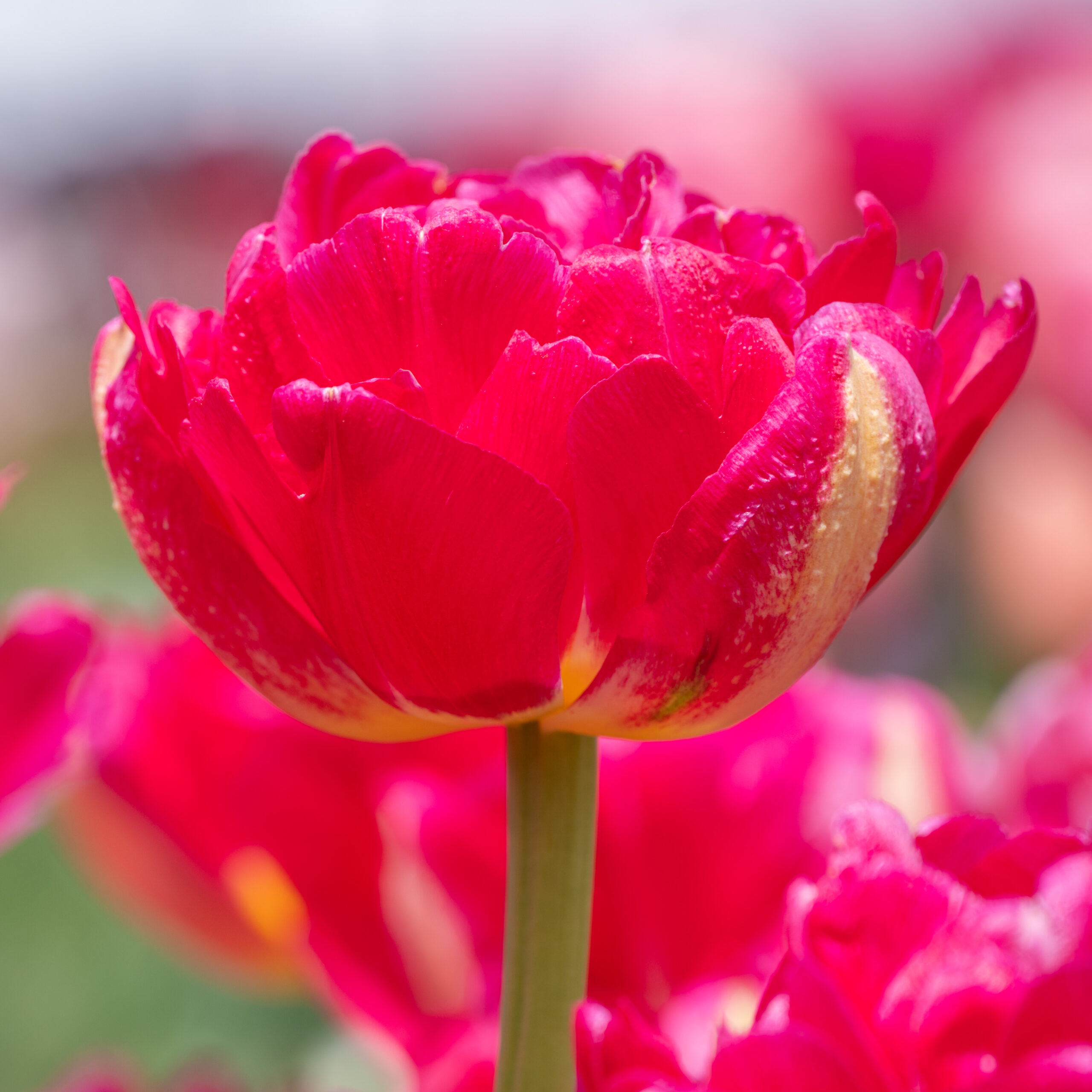 Pinza Tulips | Always Wholesale Pricing | Colorblends®