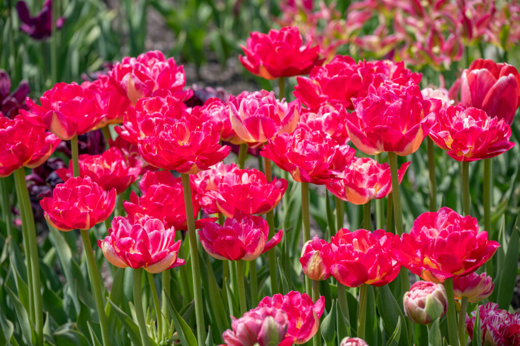 Pinza Tulips in bright sunlight