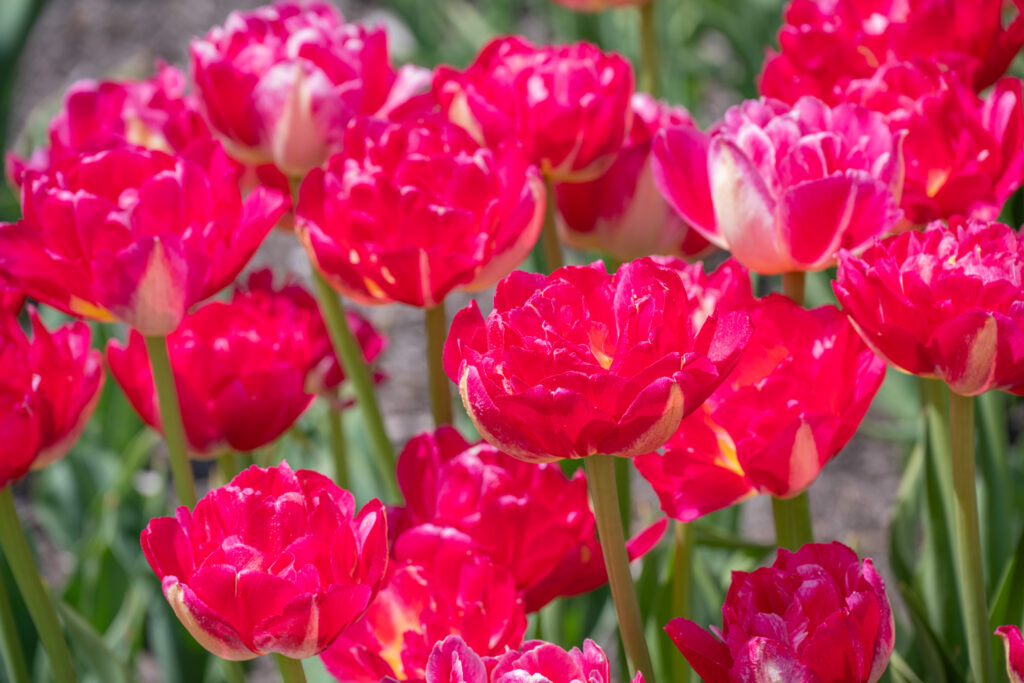 Pinza Tulips planted closely together